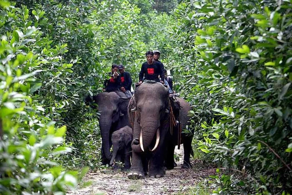 Tesso Nilo National Park by YC5YC